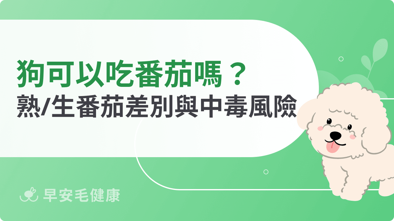 狗可以吃番茄嗎？牛番茄、聖女番茄、番茄醬、番茄炒蛋一次看
