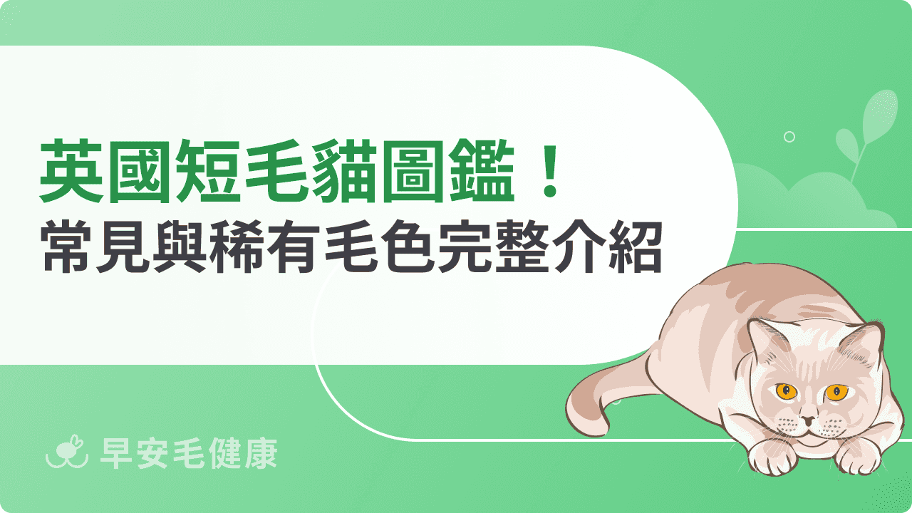 英國短毛貓顏色圖鑑!常見 VS 稀有毛色完整介紹