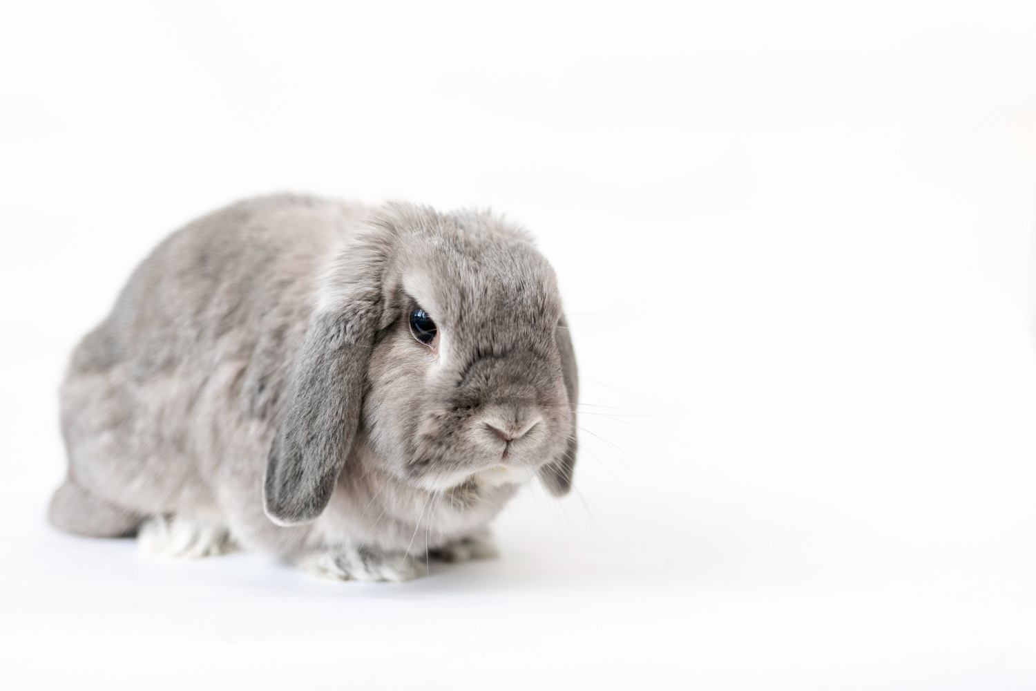 灰色垂耳兔成年在白色背景前