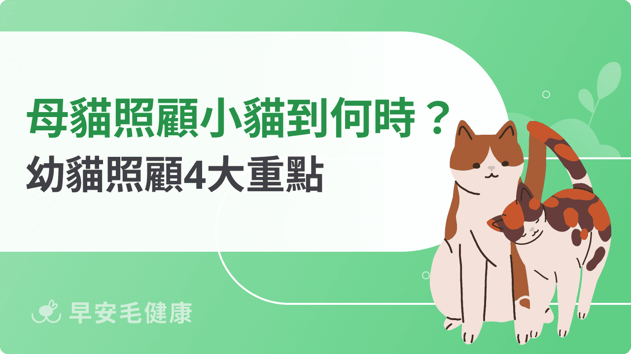 母貓會照顧小貓到什麼時候?從哺乳到斷奶,幼貓照顧 4 大重點!