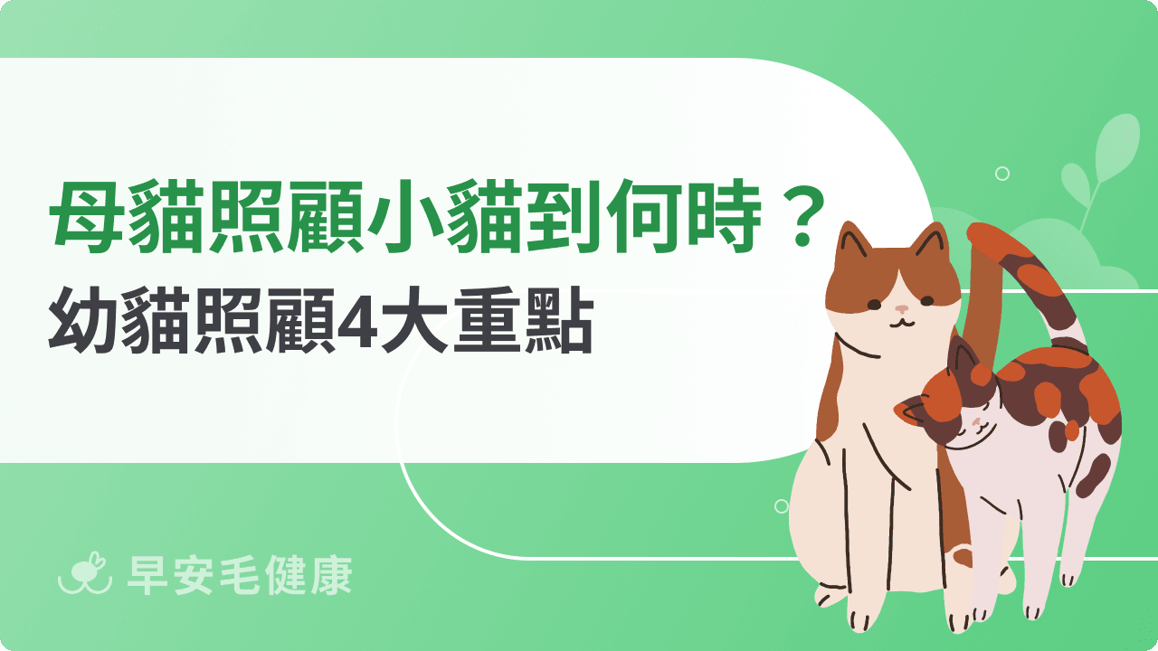 母貓會照顧小貓到什麼時候?從哺乳到斷奶,幼貓照顧 4 大重點!