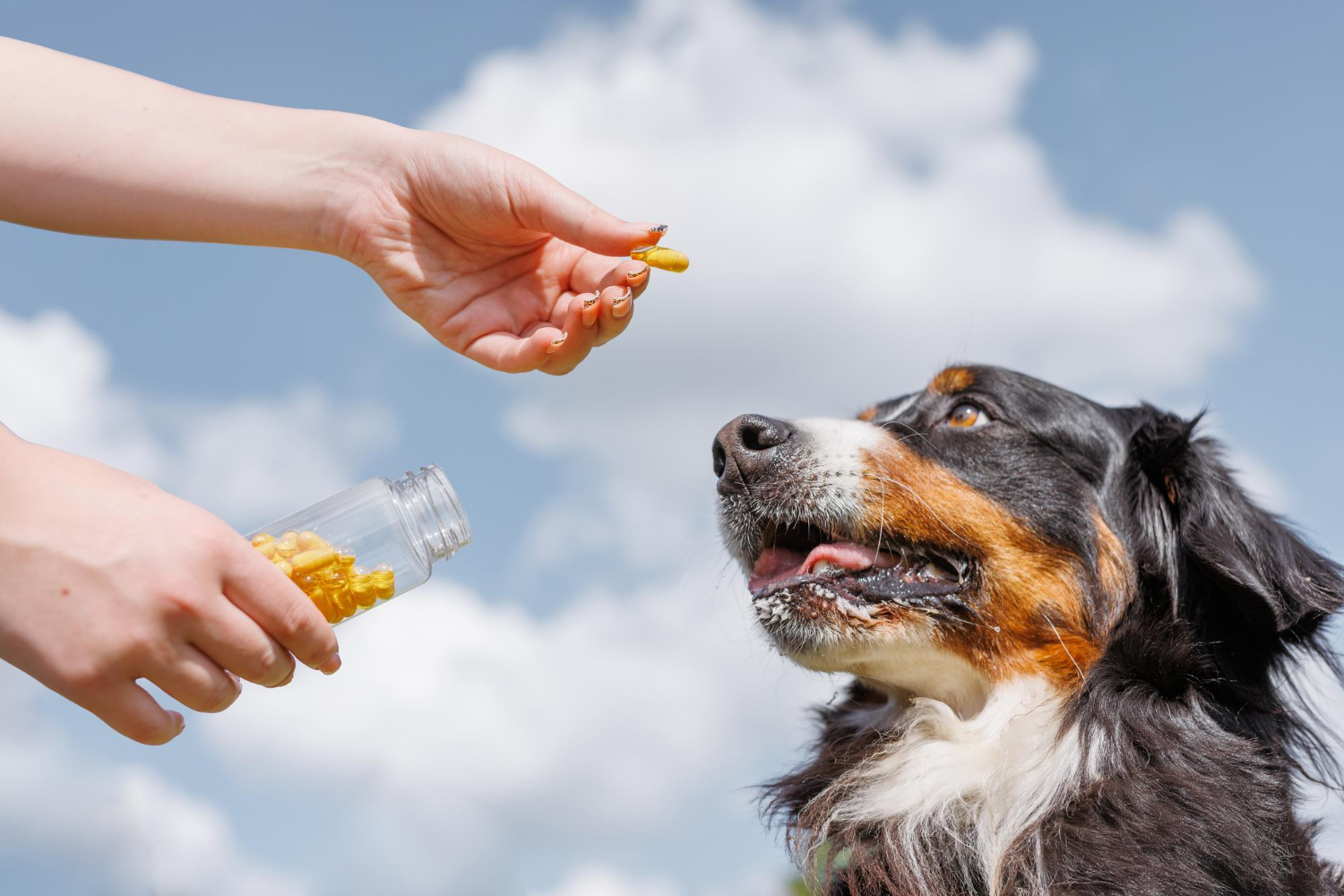 狗狗抬頭仰望飼主手中的保健品