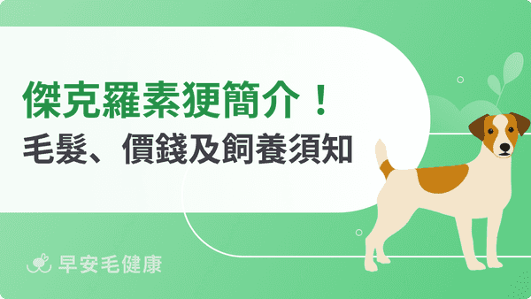 傑克羅素㹴怎麼養？個性、毛髮外觀、遺傳疾病、購買與領養小百科