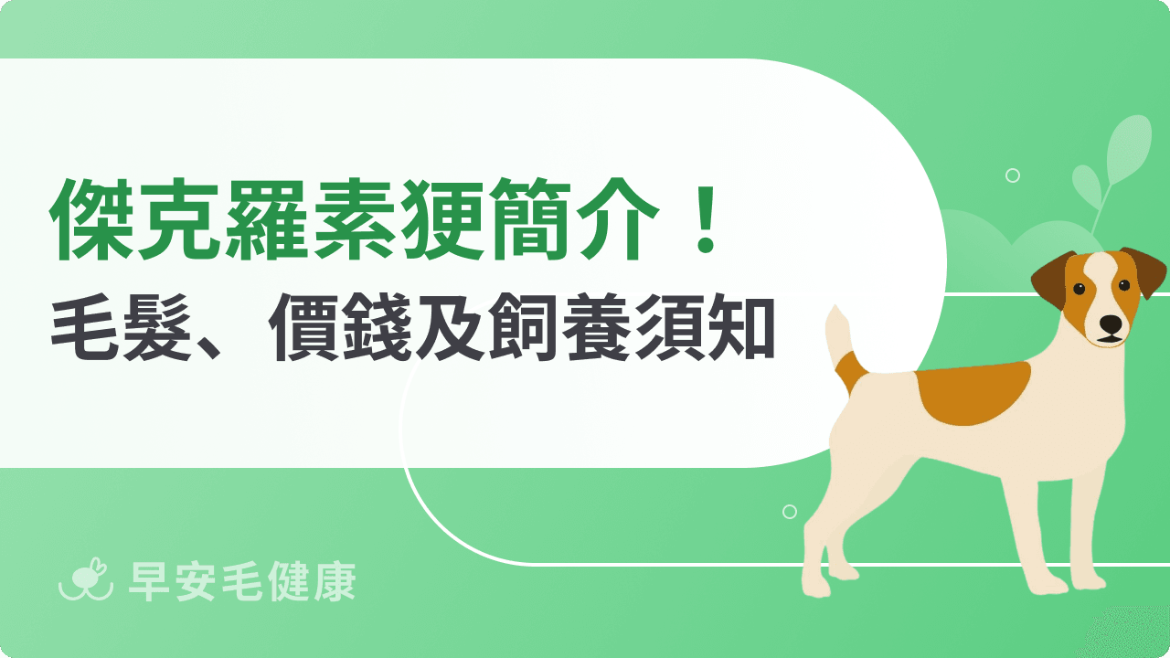 傑克羅素㹴很難養嗎?「狗界電動馬達」智商、個性與日常照顧
