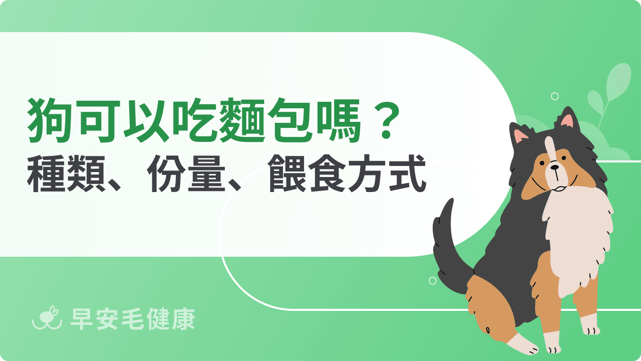 狗可以吃麵包嗎?這些隱藏陷阱要注意!