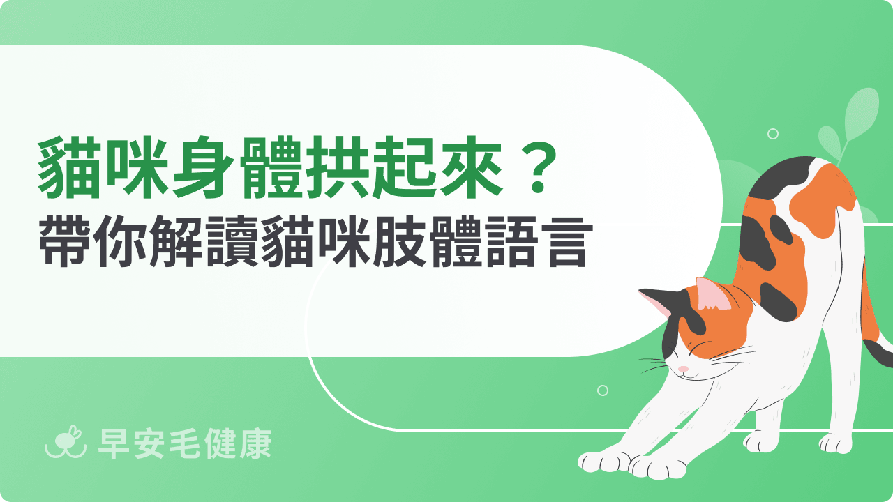 貓咪身體拱起來是生氣嗎?帶你解讀貓咪肢體語言