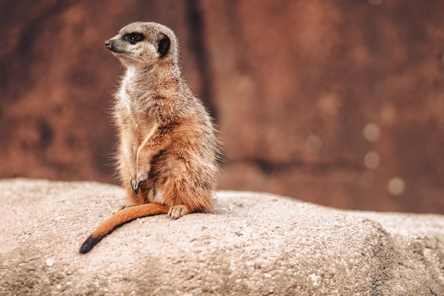 74.meerkat-care-guide-1