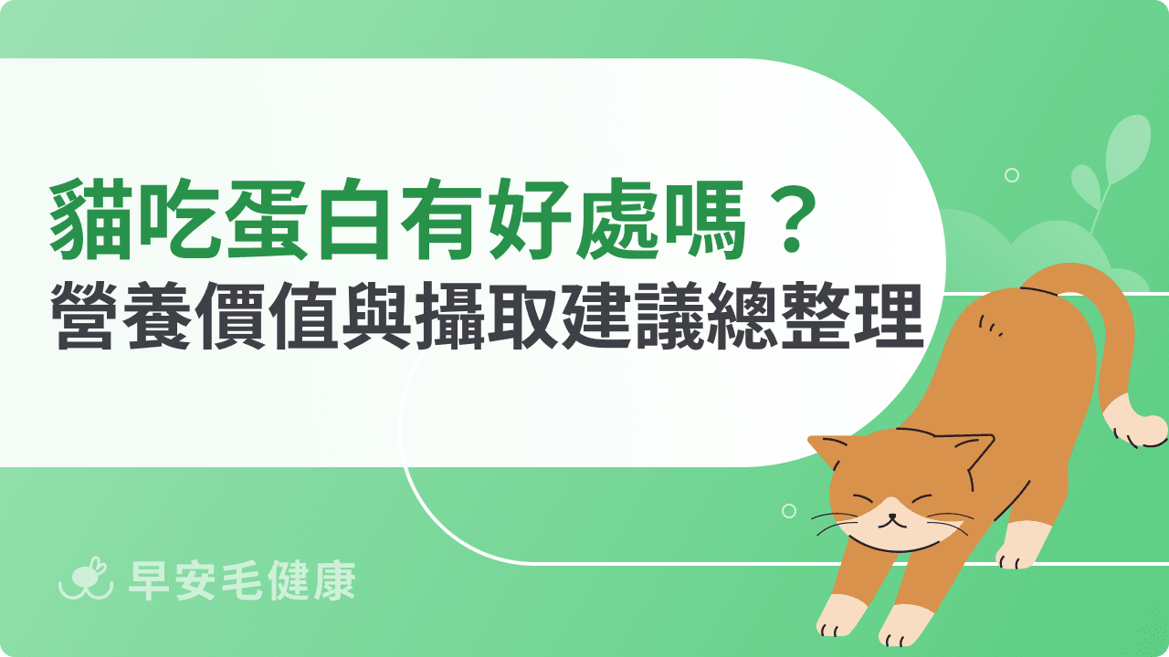 貓咪吃蛋白有什麼好處?營養價值與攝取建議總整理