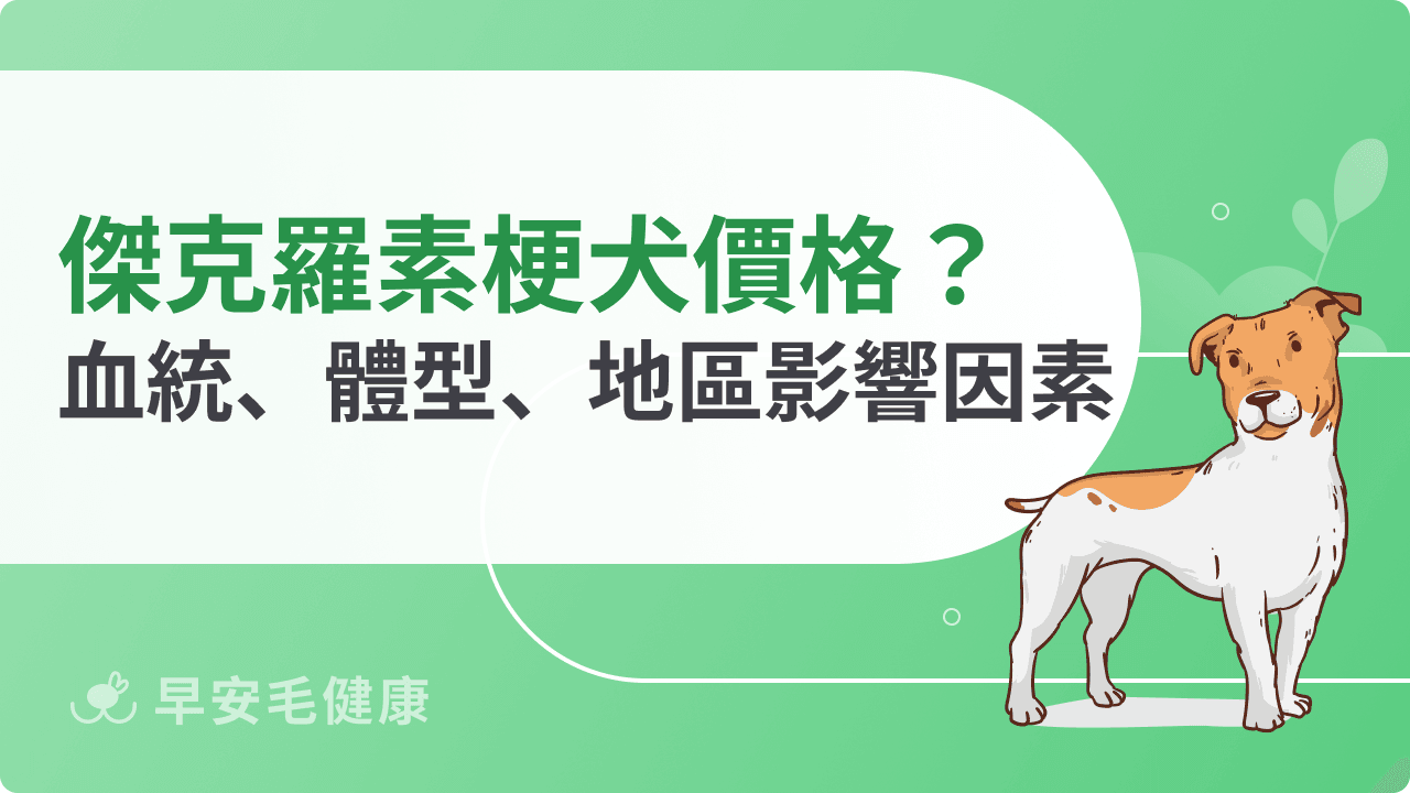 傑克羅素梗犬價格指南（2026 最新行情）