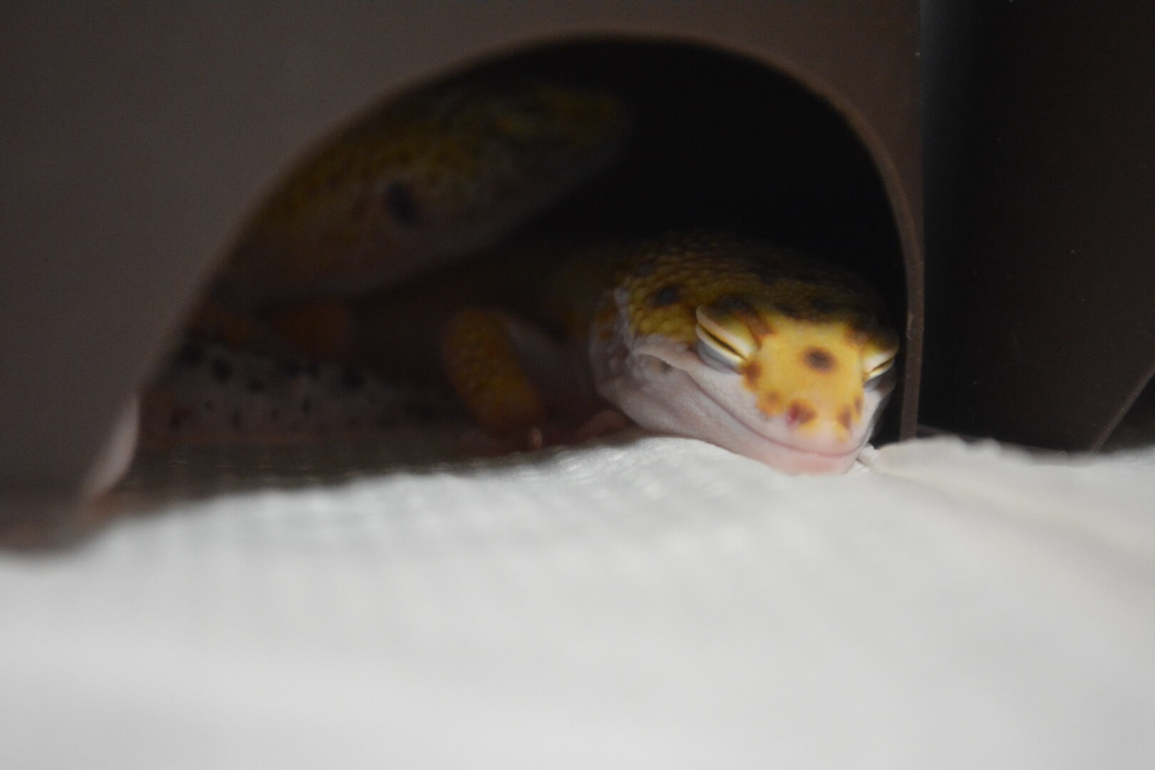 104.leopard-gecko-guide-1