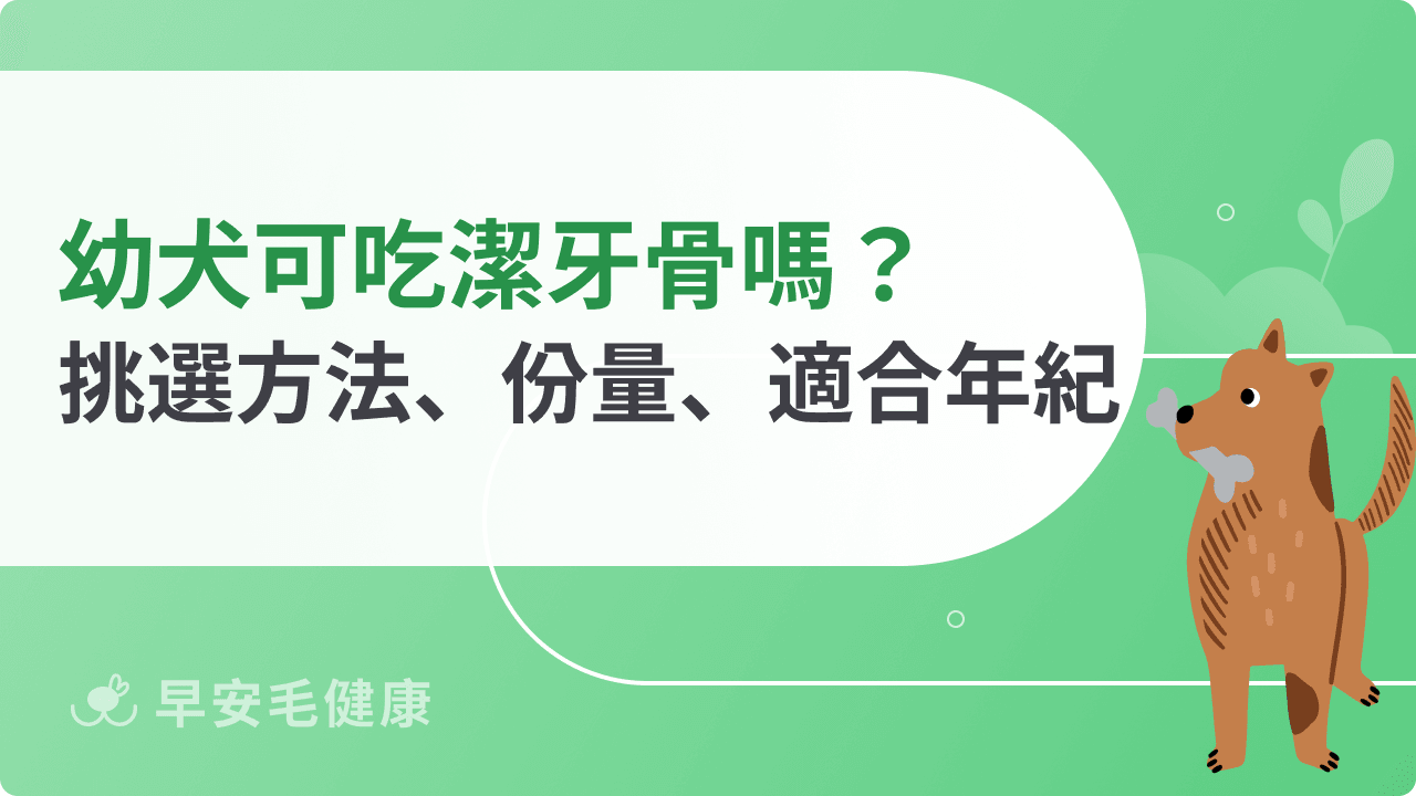 幼犬換牙可以吃潔牙骨嗎?獸醫解析安全餵食方法