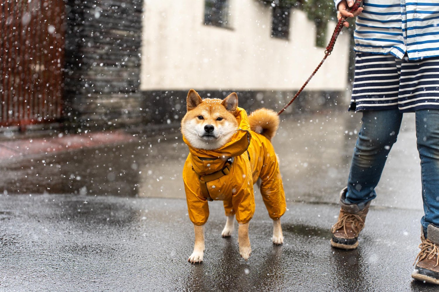 柴犬穿著雨衣在下雨天散步