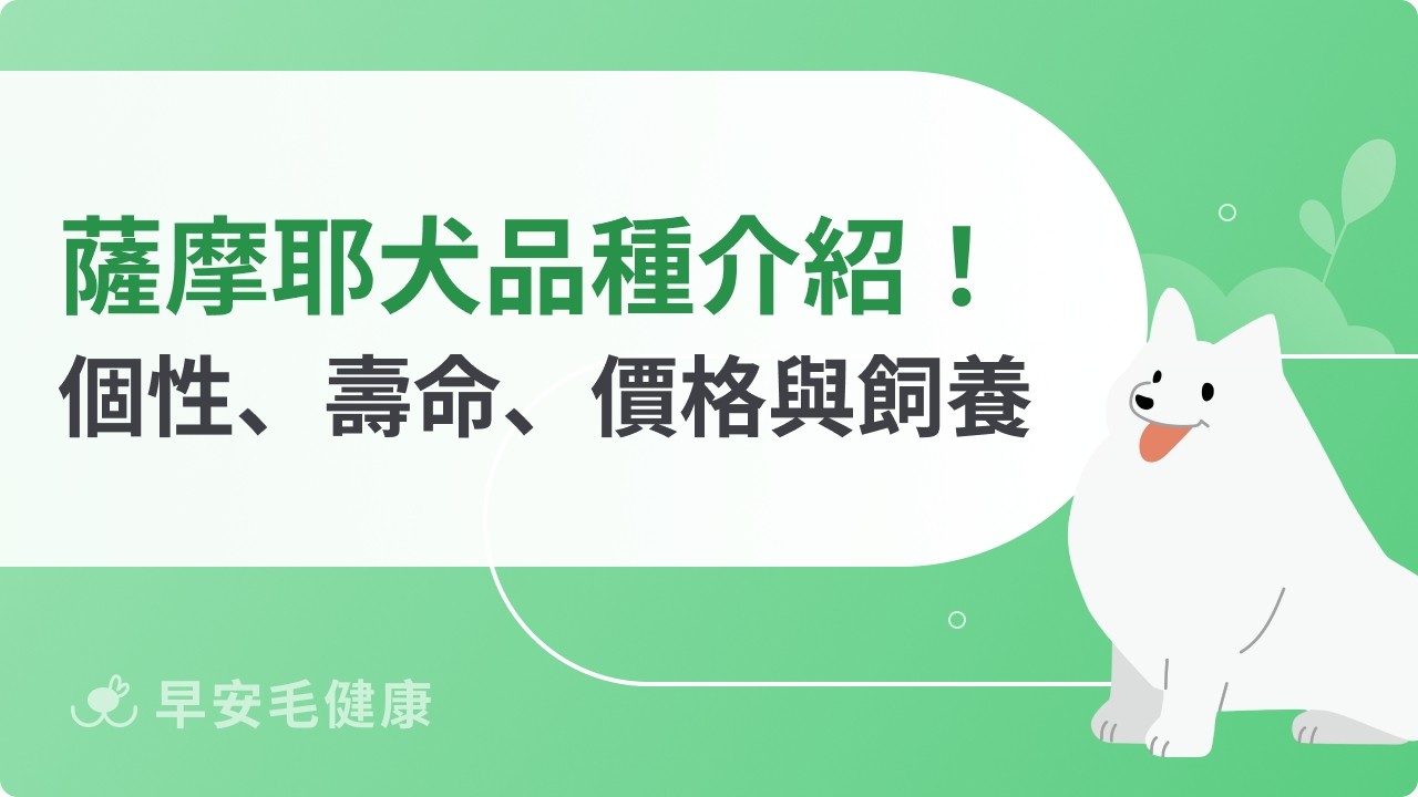 薩摩耶犬品種介紹！認識微笑天使個性、壽命、價格與飼養須知