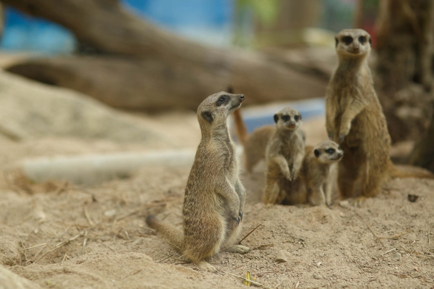一群狐獴家族站著放哨中
