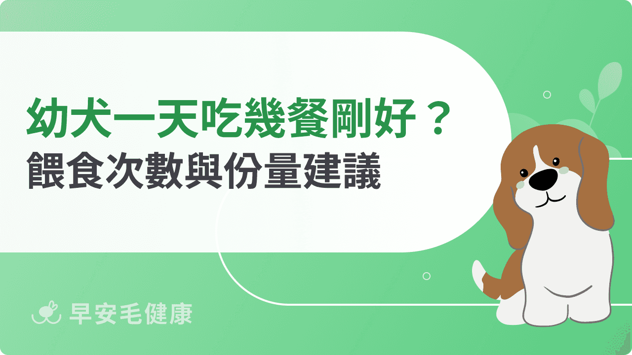 幼犬一天吃幾餐最剛好？餵食次數與份量建議