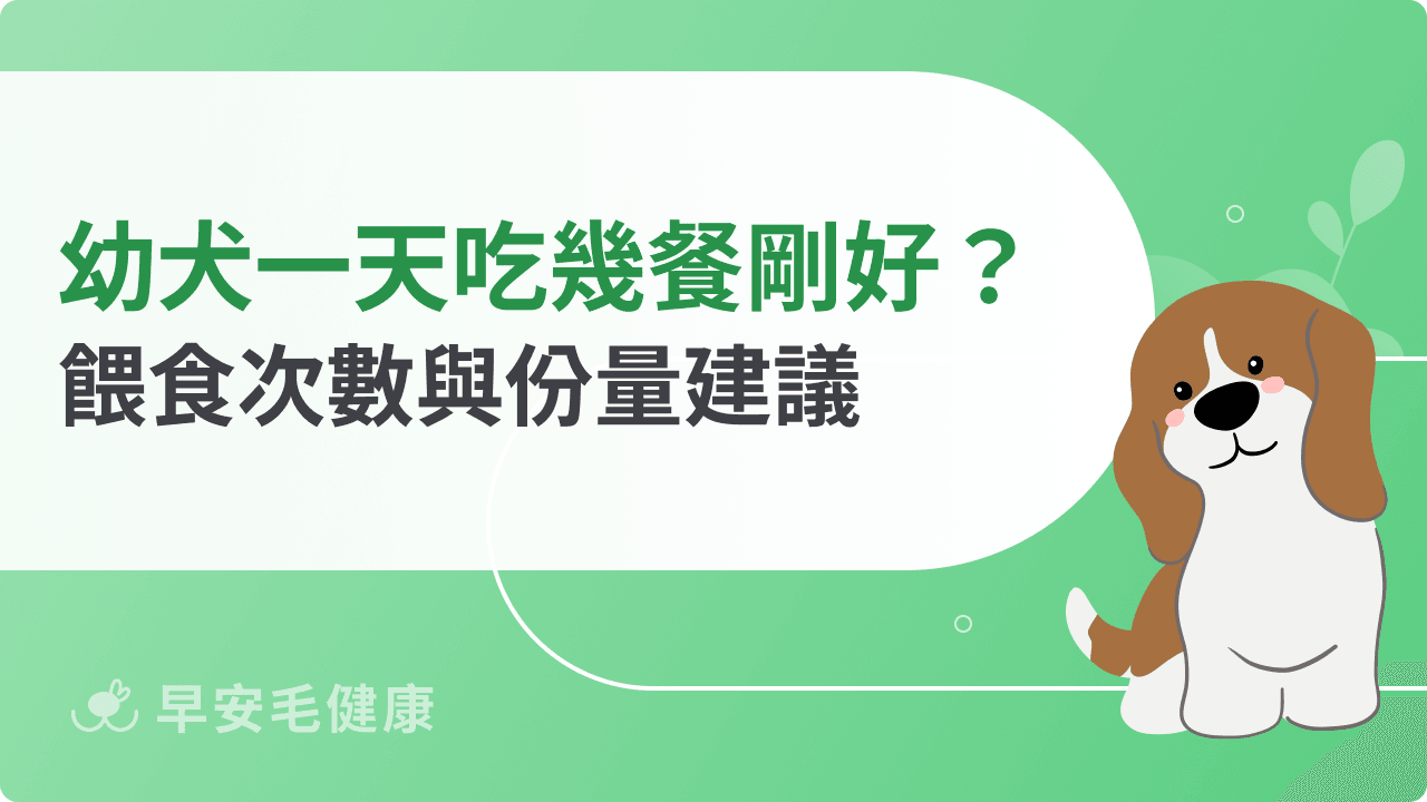 幼犬一天吃幾餐最剛好?餵食次數與份量建議
