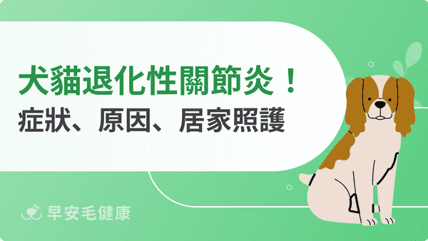 狗狗關節炎怎麼辦?獸醫談治療、飲食與日常照護方法