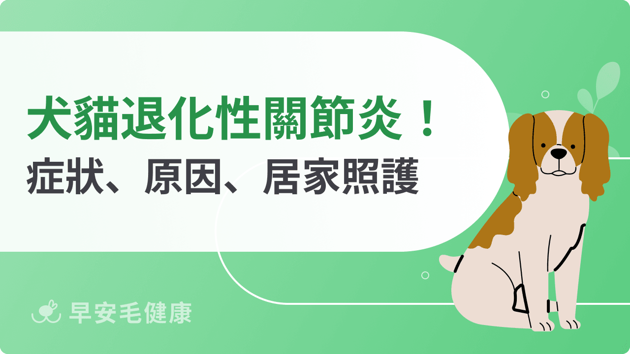 狗狗關節炎怎麼辦？獸醫談治療、飲食與日常照護方法