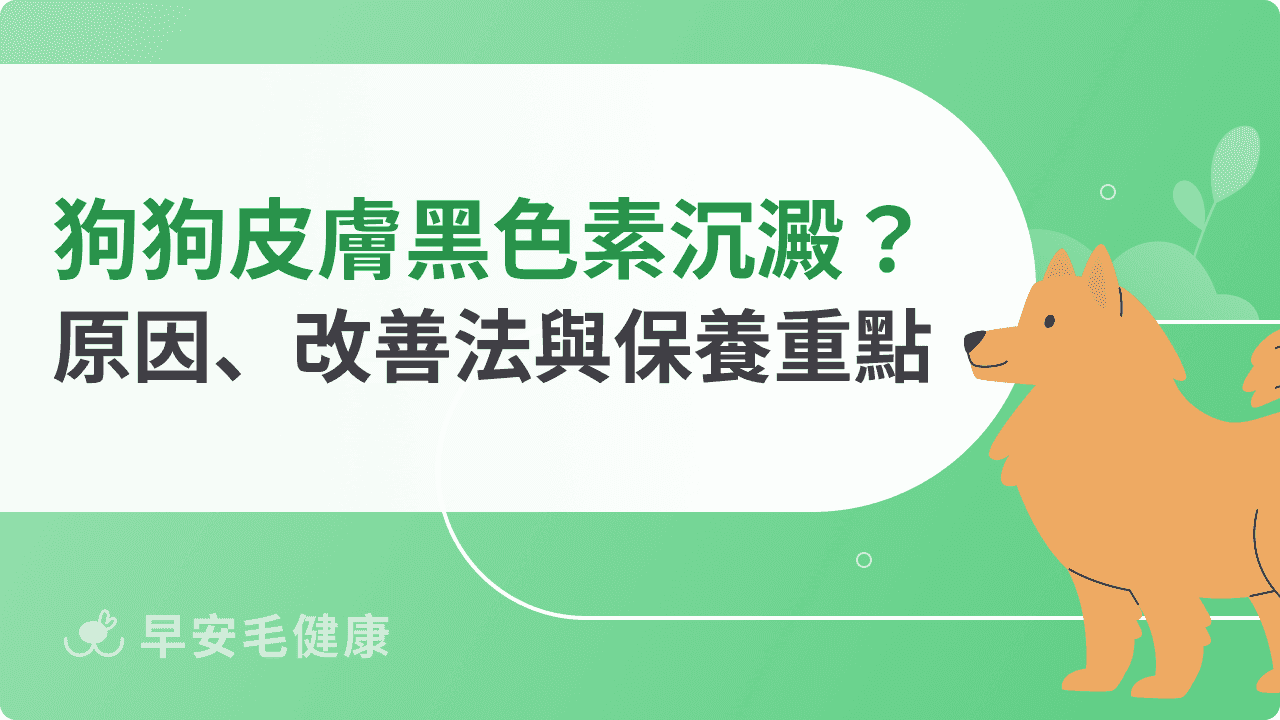 狗狗皮膚黑色素沉澱怎麼辦？常見原因、改善方法與﻿保養重點