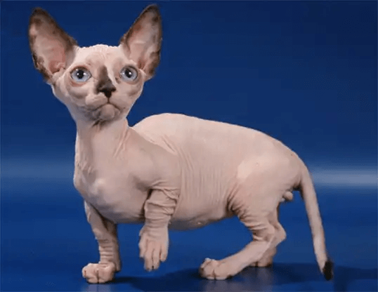 37.hairless-cat-guide-5
