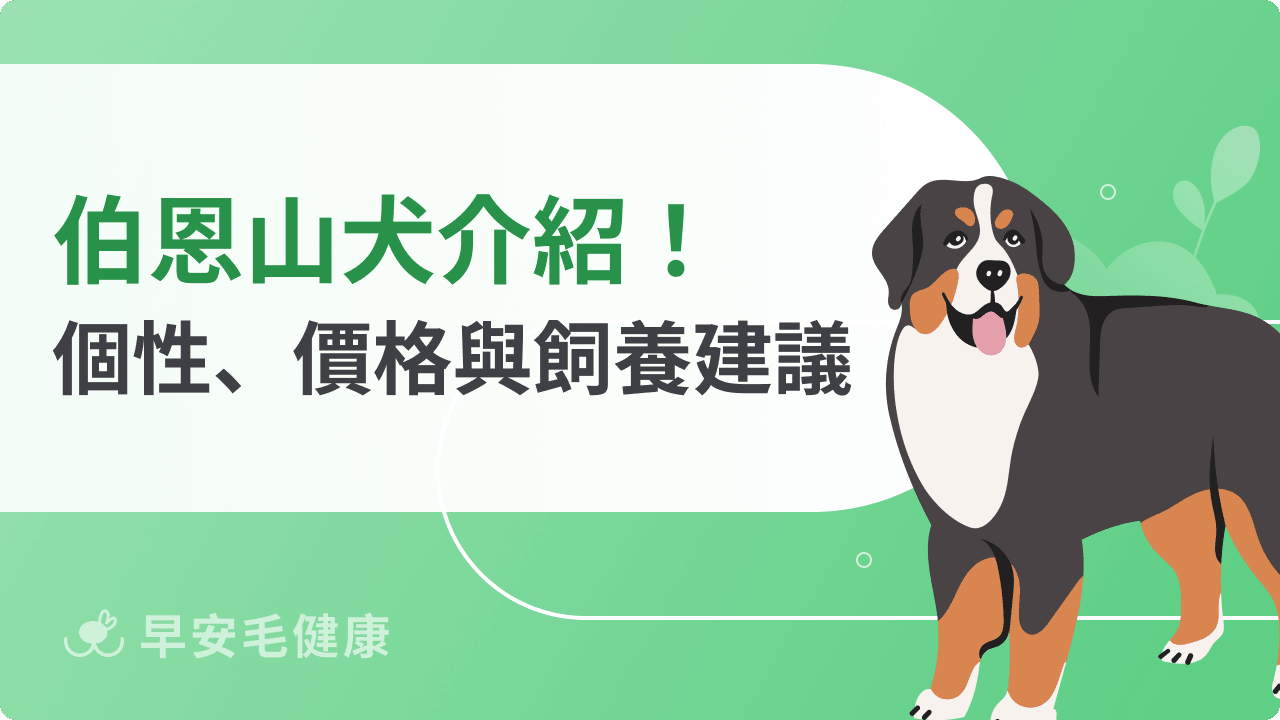 伯恩山犬特徵像玩具熊？個性、價格與新手飼養須知大公開！
