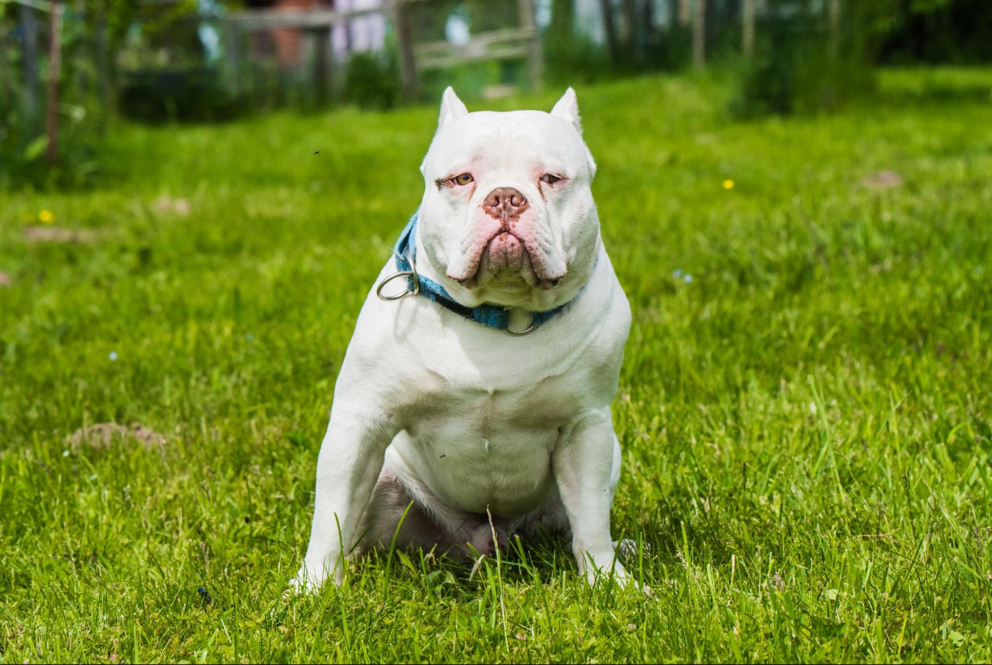 白色惡霸犬