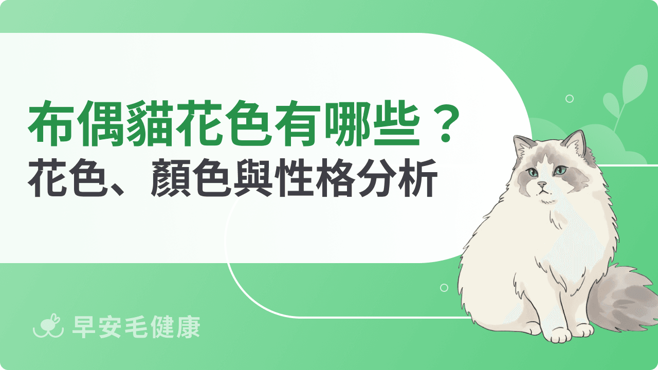 布偶貓花色有哪些？6 大顏色、4 種花紋與毛色變化原理全解析