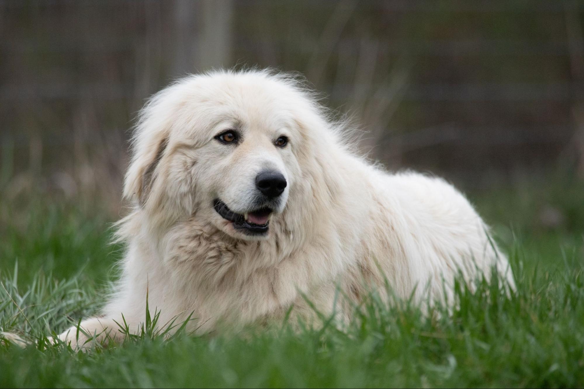 69.great-pyrenees-guide-1