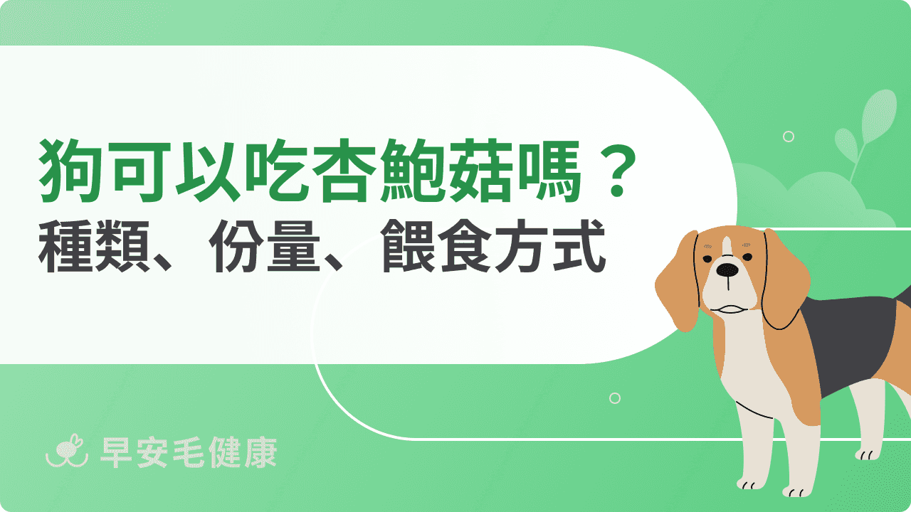 狗可以吃杏鮑菇嗎？常見食用迷思與正確飲食建議全攻略